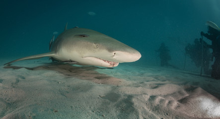 Fototapeta premium Reef and Lemon sharks at Tiger Beach, Bahamas