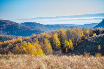 November birch trees landscape