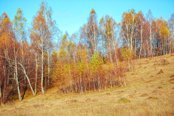 Fototapeta premium November birch trees landscape