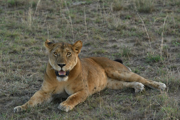 Fototapeta na wymiar Africa Lion