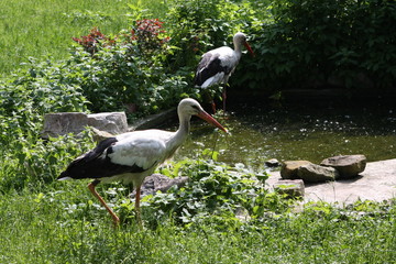 ZOO
