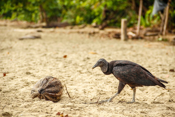 Cahuita National Park, a large black bird on the beach of Cahuita Park. Costa Rica