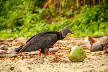 Cahuita National Park, a large black bird eating a coconut on the beach of Cahuita Park. Costa Rica