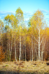 November birch trees landscape
