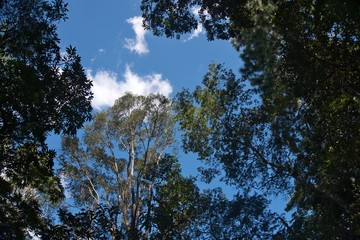 trees and blue sky