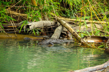 Tortuguero, a small caiman in the jungle. Costa Rica