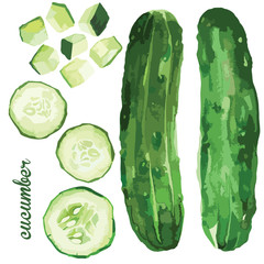 Watercolor vector illustration of green cucumber vegetable set, sliced and diced - 310072734