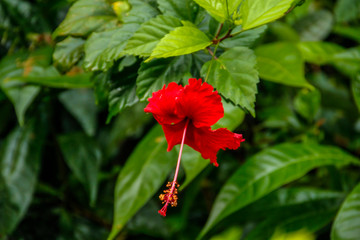A beautiful red flower in the jungle of Tortuguero. Costa Rica