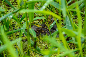 A small hidden caiman delivered herbs in the water in Tortuguero. Costa Rica