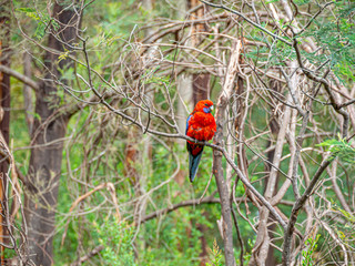 Crimson Rosella