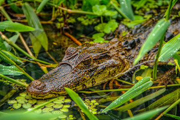 Detail of a beautiful little caiman in the water in Tortuguero. Costa Rica