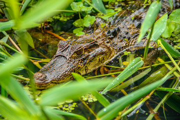 A caiman in the water in Tortuguero. Costa Rica
