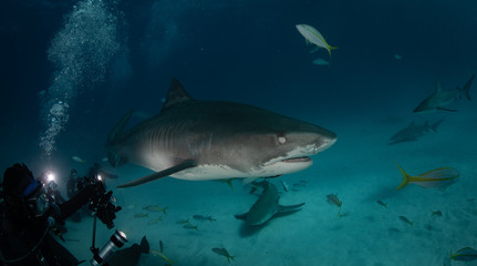 Tiger sharks at Tiger Beach, Bahamas