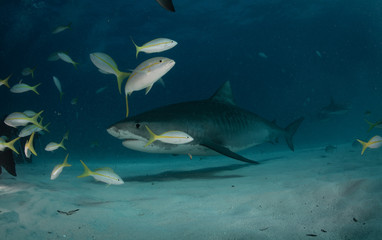 Tiger sharks at Tiger Beach, Bahamas