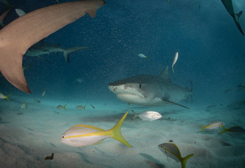 Tiger sharks at Tiger Beach, Bahamas