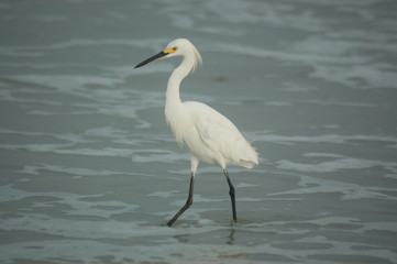 Egret 2