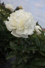 White Peony in Field