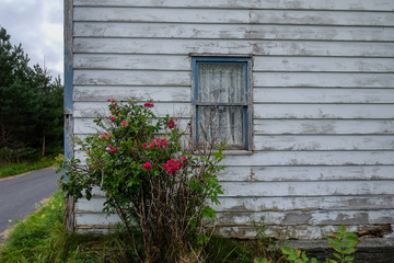 Exterior wall of a white wooden house with a blue trim window, and a rose tree with pink flowers.