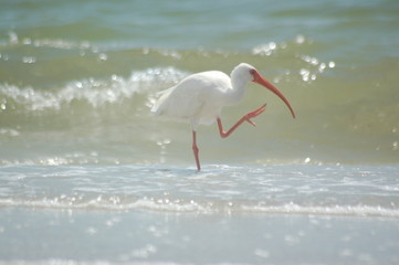 Fototapeta na wymiar Egret on the Beach