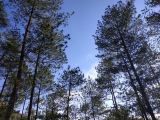 trees and blue sky