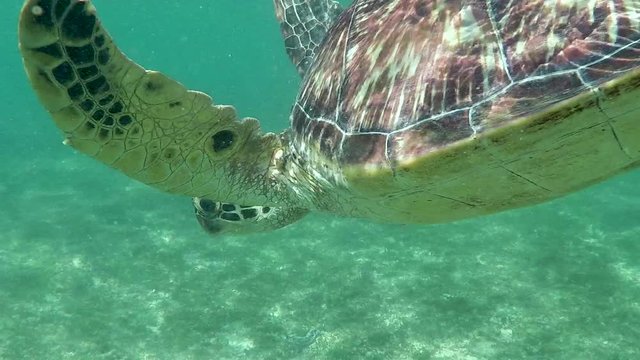 Sea turtle swimming in Apo Island (The Philippines)