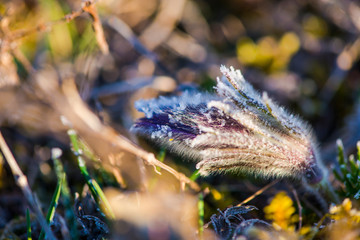 Wild pulsatilla flower in the morning with dew