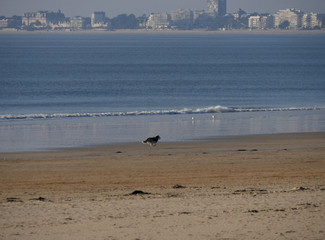 Fototapeta na wymiar chien sur la plage de Pornichet