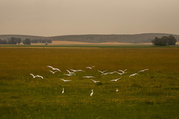 Fototapeta na wymiar Birds flying in the field