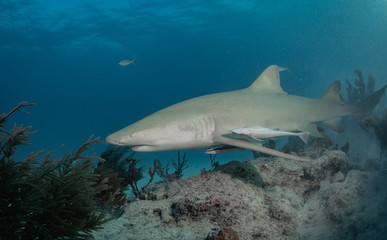 Reef and Lemon sharks at Tiger Beach, Bahamas