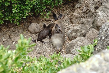 seal family