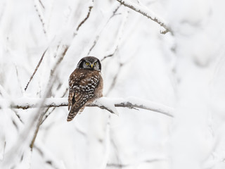 Northern Hawk Owl Perched on Tree Branches Covered in Snow in Winter