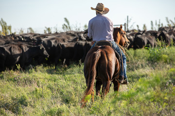 Working Cowboy