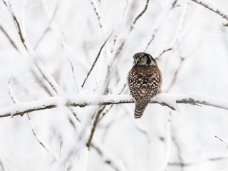 Northern Hawk Owl Perched on Tree Branches Covered in Snow in Winter