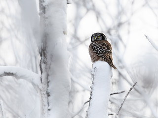 Northern Hawk Owl Perched on Tree   Covered in Snow in Winter