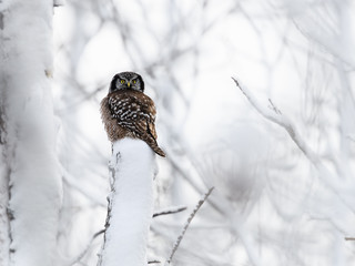 Northern Hawk Owl Perched on Tree  Covered in Snow in Winter