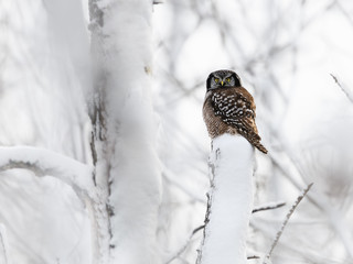 Northern Hawk Owl Perched on Tree   Covered in Snow in Winter