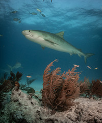 Fototapeta premium Tiger sharks at Tiger Beach, Bahamas