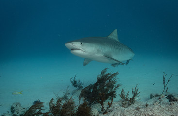 Tiger sharks at Tiger Beach, Bahamas