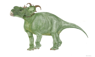 パキリノサウルス　角竜に属する恐竜。ケラトプス科　白亜紀後期に北米に生息していた。同じ角竜類のトリケラトプスなどと異なり、鼻の上に大きく鋭い角はなく、瘤のような突起があった。大規模な群れの化石も発見されている。年齢によって個体変異があるとされるが、イラストは白背景で壮年期を描いた。全長は6～7メートル。