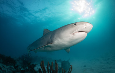 Obraz na płótnie Canvas Tiger sharks at Tiger Beach, Bahamas