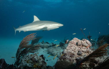 Reef and Lemon sharks at Tiger Beach, Bahamas