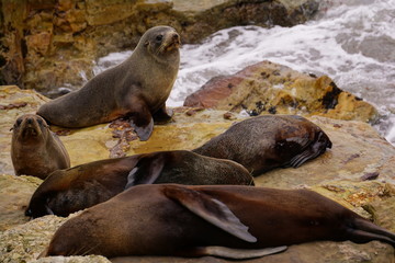 seals waking up