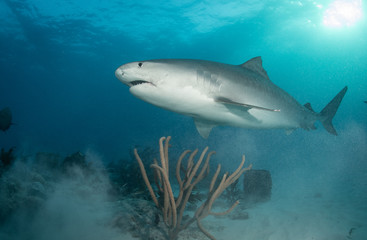 Fototapeta premium Tiger sharks at Tiger Beach, Bahamas