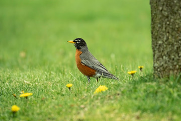 Fototapeta premium American Robin