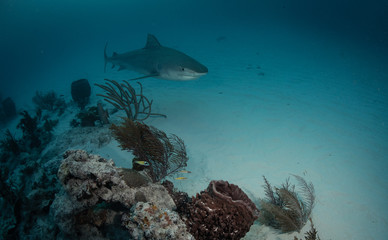 Naklejka na ściany i meble Tiger sharks at Tiger Beach, Bahamas