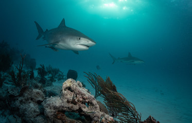Fototapeta premium Tiger sharks at Tiger Beach, Bahamas