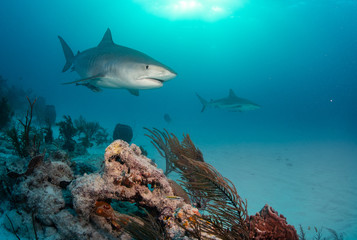 Fototapeta na wymiar Tiger sharks at Tiger Beach, Bahamas