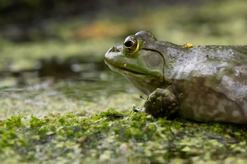 American bullfrog, Reeds Lake, Grand Rapids, Michigan
