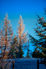 Frozen larix tree on the morning