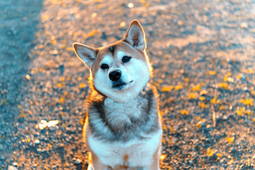 首を傾げる可愛い犬